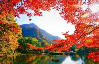 내장산 단풍 명소 단풍시기 산책로 사진스팟 한눈에_19
