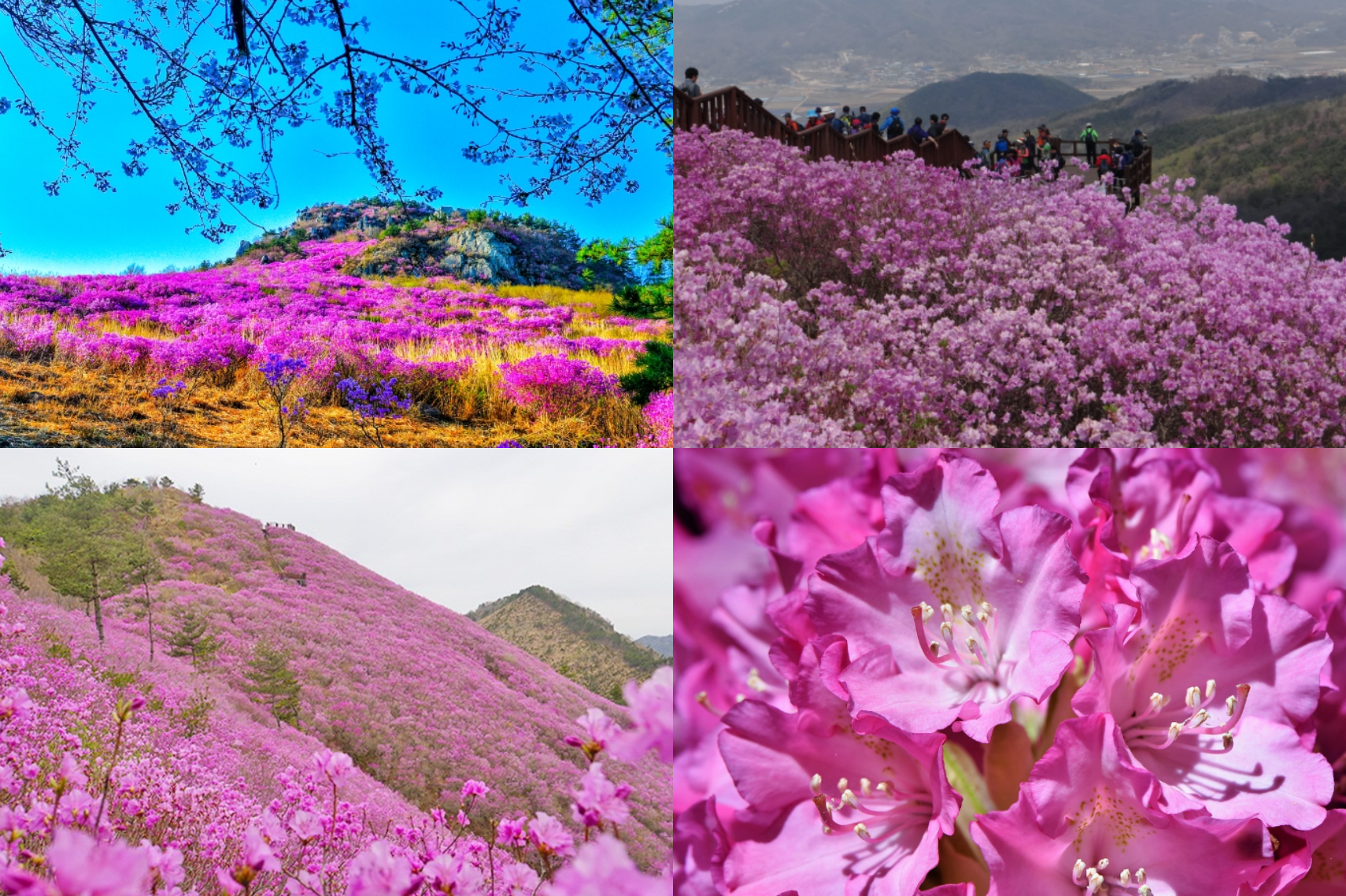 진달래 개화시기