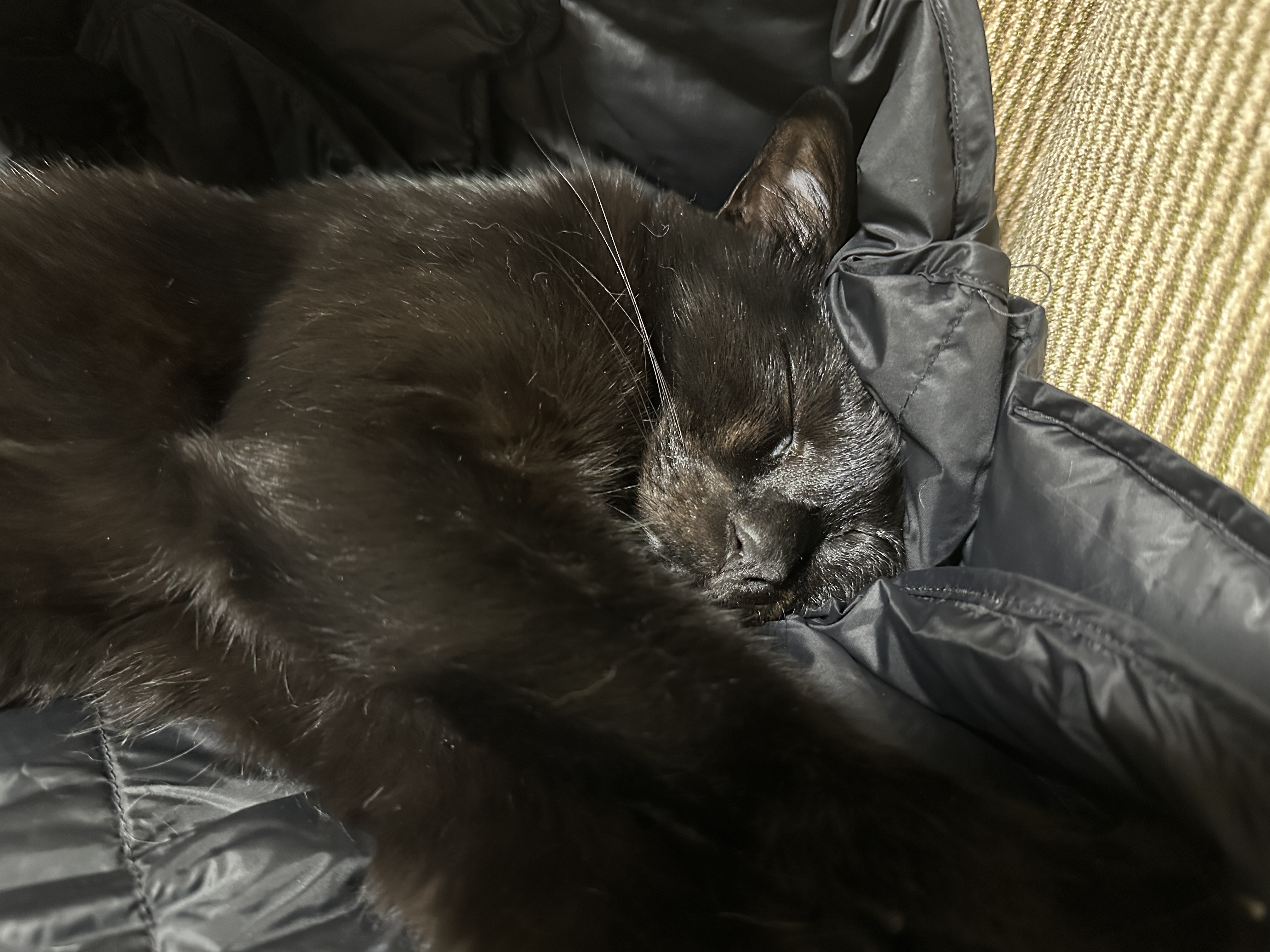 고양이랑 꼬리로 대화하기 (feat.건이와 꼬리로 티키타카)