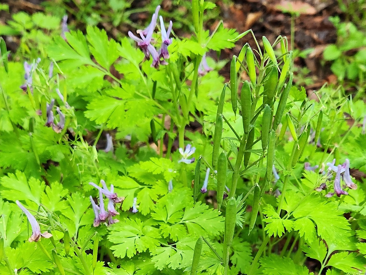자주괴불주머니