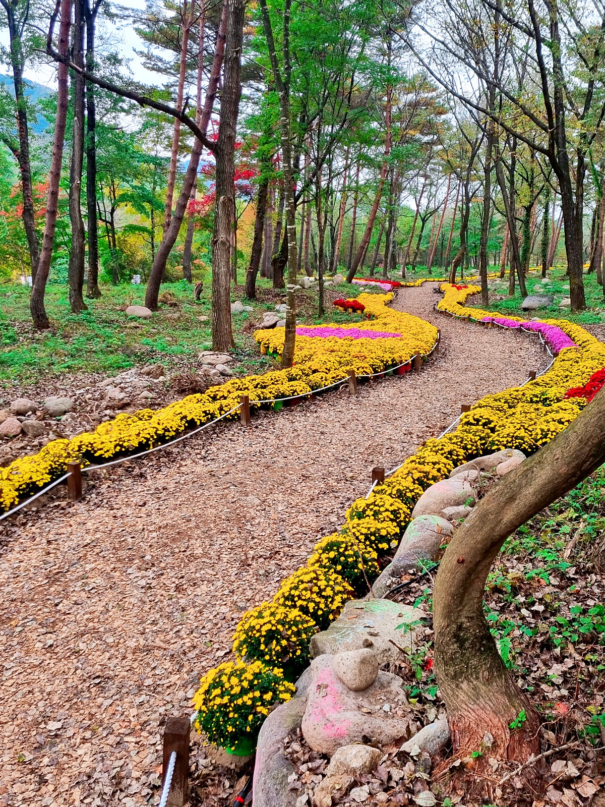 다시 찾아간 2024 인제 가을꽃축제: 국화&amp;#44; 야생화&amp;#44; 수변산책로&amp;#44; 숲 속 꽃길의 매력