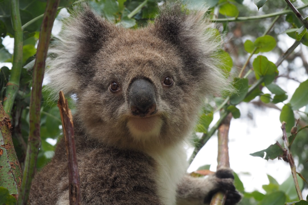 Koala