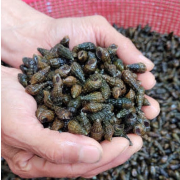 6시내고향 옥천 다슬기 썸네일