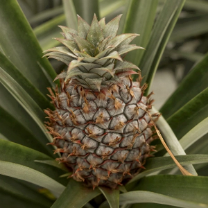 파인애플 열매