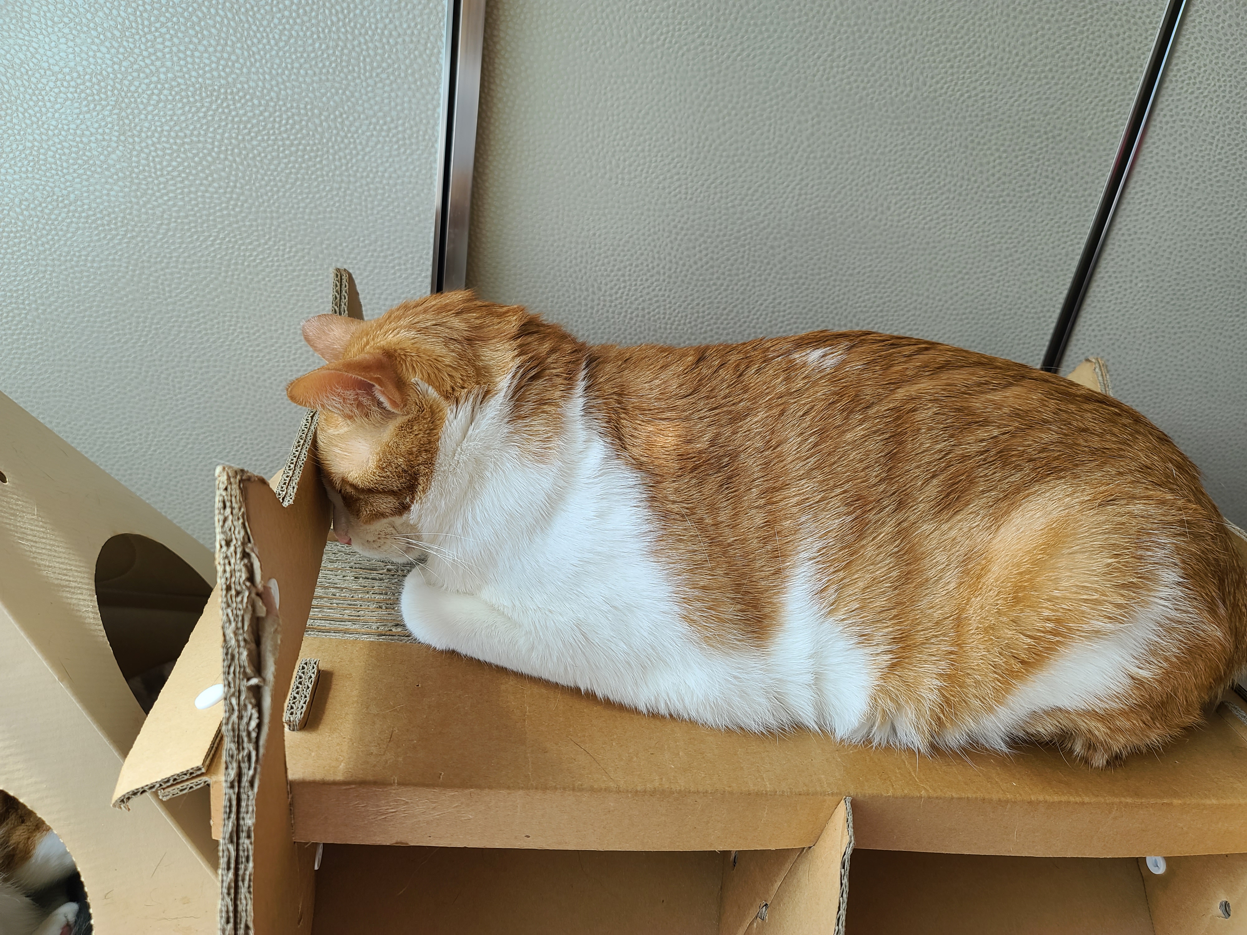 잘때도 귀여운 고양이 막둥이 (feat. 자이언트베이비 삐용)