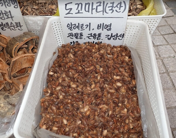 약초가게에서-판매중인-도꼬마리