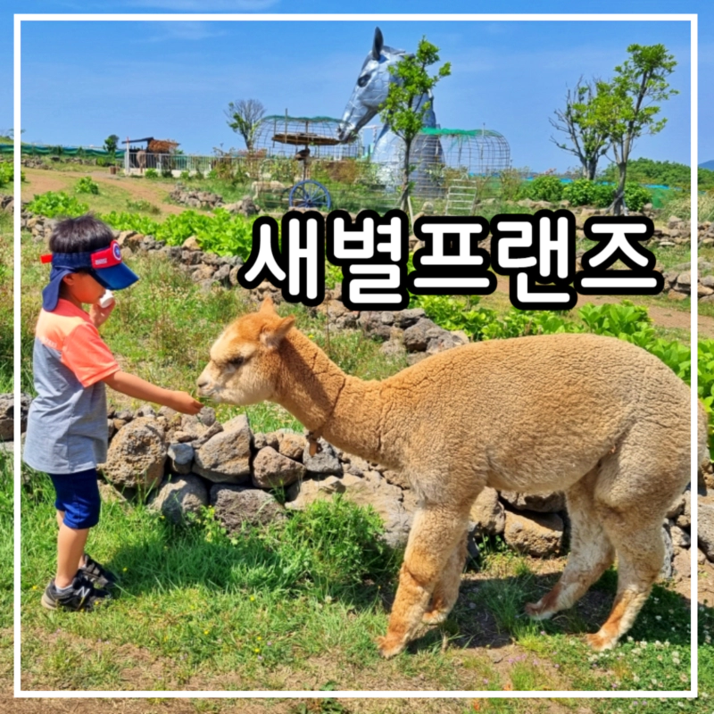 새별프렌즈에서 알파카에게 먹이를 주는 남자아이