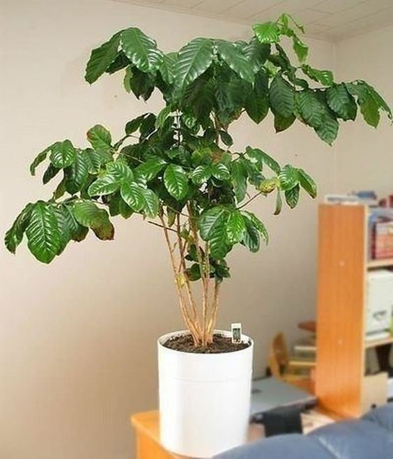커피나무 화분