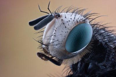 세스코 가정집 가격 비용 무료체험