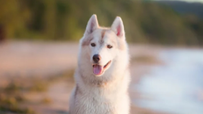 시베리안 허스키가 웃는사진