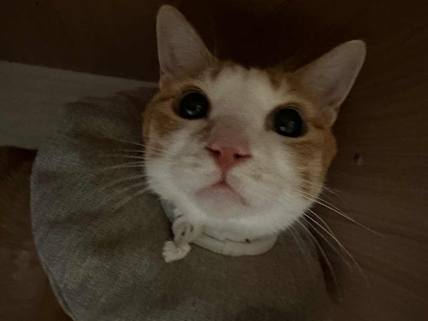 입원한_호야_고양이_담관염_췌장염_20