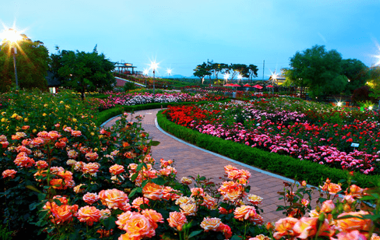 곡성세계장미축제 입장료 및 일정 상세 안내