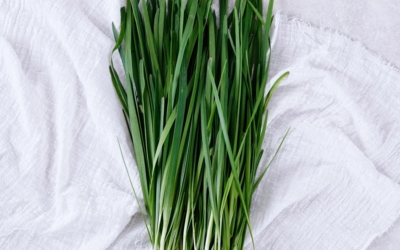 부추무침이미지