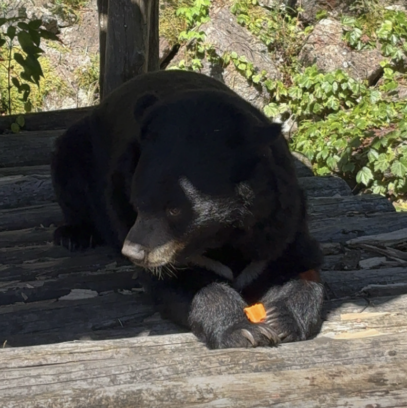 6시 내고향 하동 의신베어빌리지 반달가슴곰 체험 위치 예약 정보
