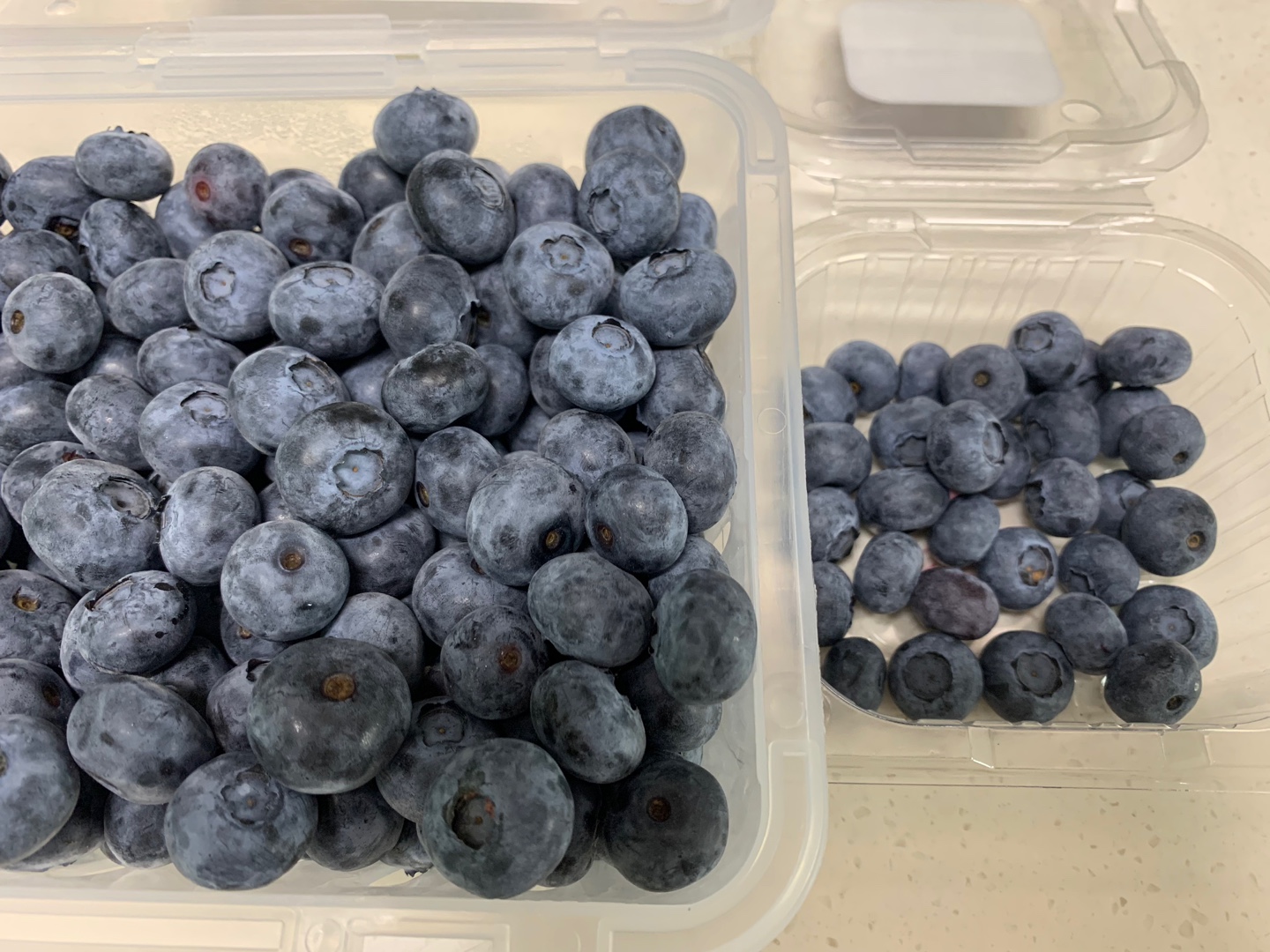 한살림 블루베리 vs 농협하나로마트 블루베리