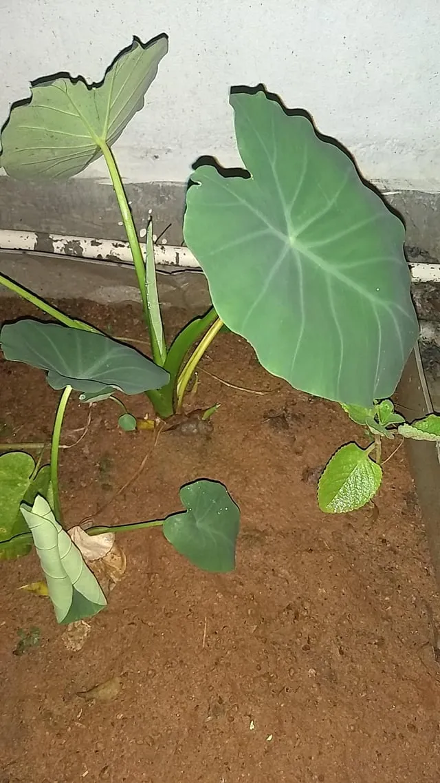 토란 재배 종자구 선택 고랑 관리 습도 조절_3