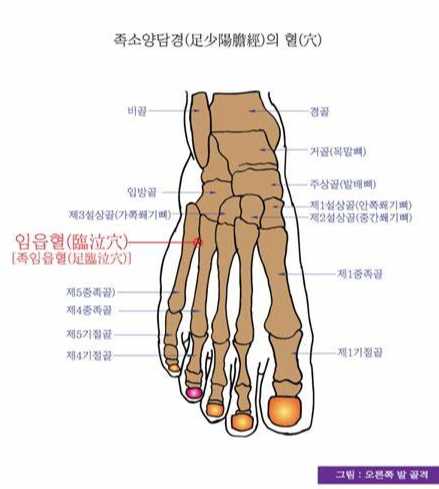 임읍혈(臨泣穴)