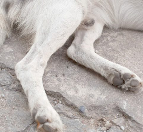 강아지 디스크&amp;#44; 수술만 답일까? 초기 증상&middot;관리&middot;예방법 총정리