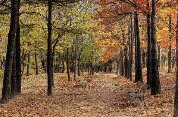 낙옆이 떨어진 길 그리고 나무들은 단풍이 들어있다.