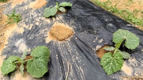 맷돌호박재배-정식방법-심는방법-생장모습