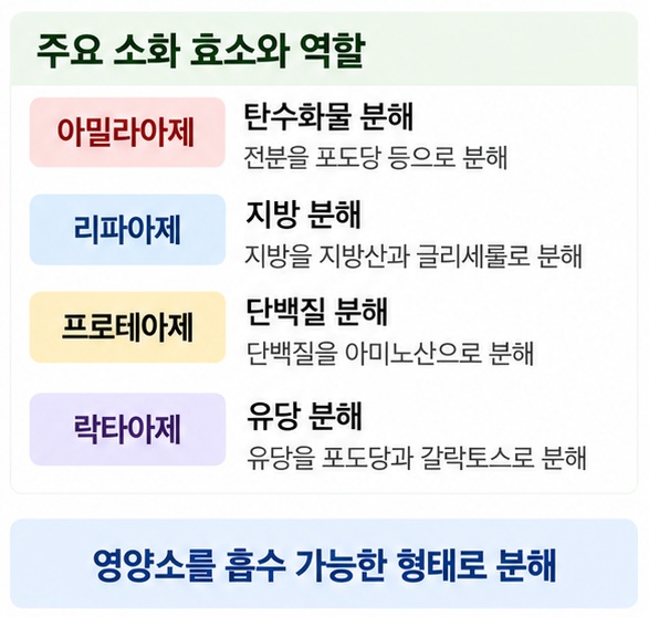 아밀라아제는 탄수화물, 리파아제는 지방, 프로테아제는 단백질, 락타아제는 유당을 분해하는 역할을 비교한 이미지