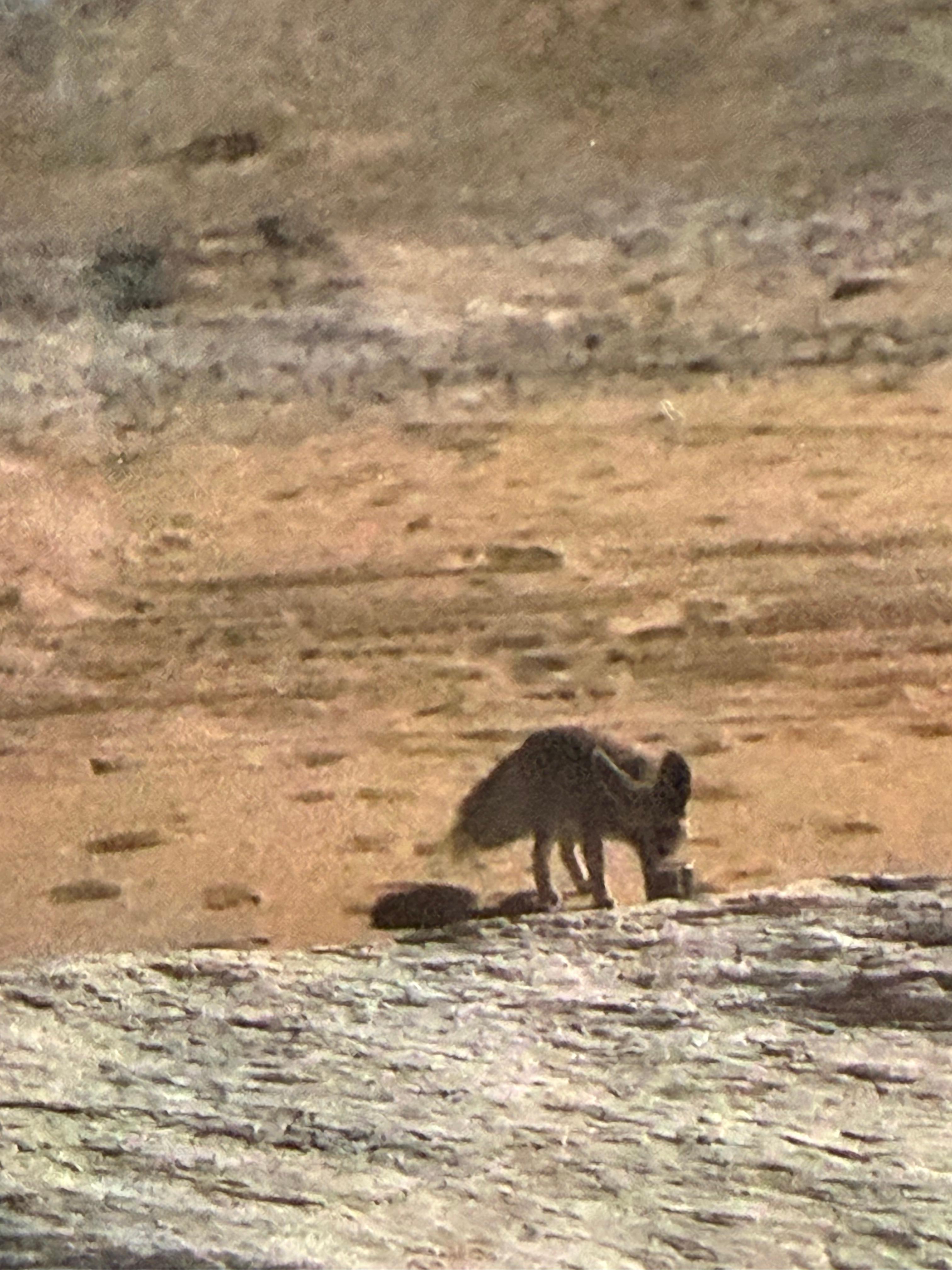 사막투어 사막여우