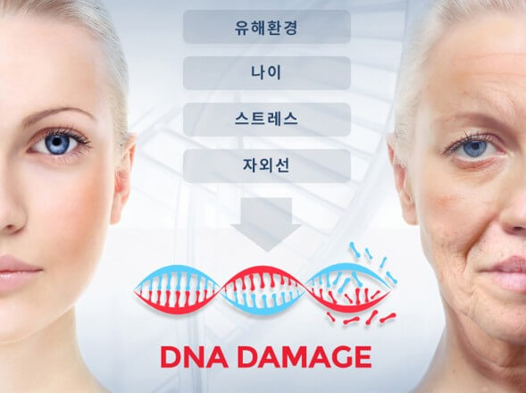 피부노화