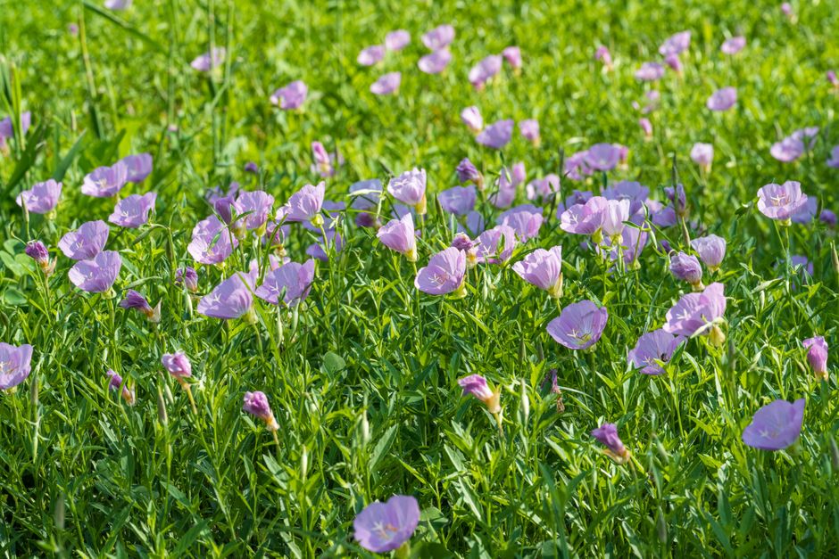 Beautiful field of pink evening primroses (Oenothera speciosa) blooming in lush greenery.