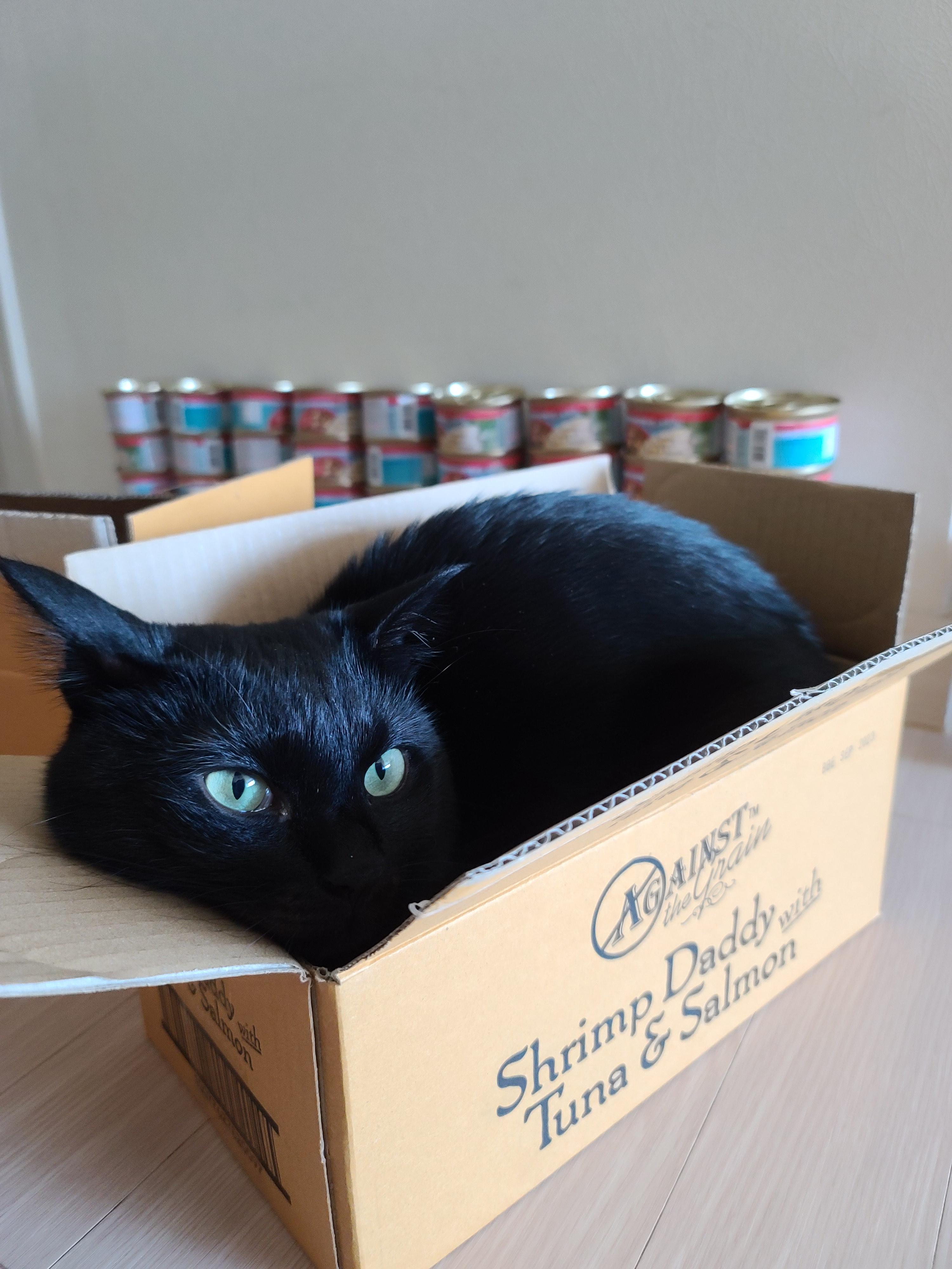 우리집 아홉냥이의 고양이 종류