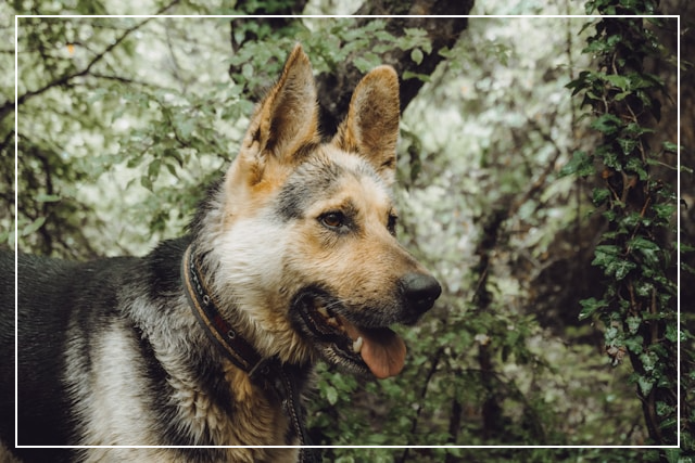 저먼 셰퍼드 등산