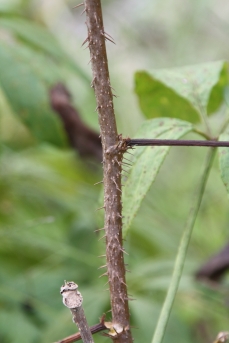 가시오갈피 줄기