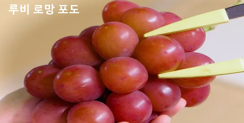 루비 로망 포도