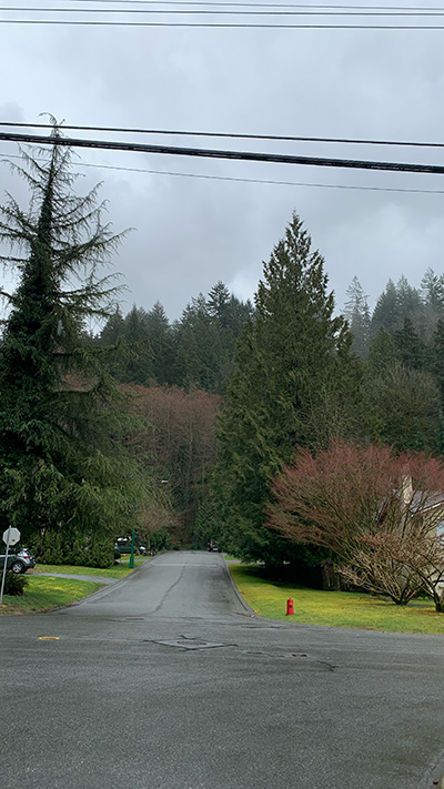 나무가 울창한 동네