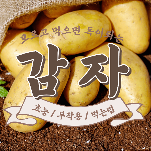 초록색 감자 섭취 시 부작용 (감자 보관 방법, 효능)