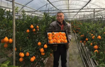 레드향 재배 착과 조절 잎 관리 하우스 온도_8