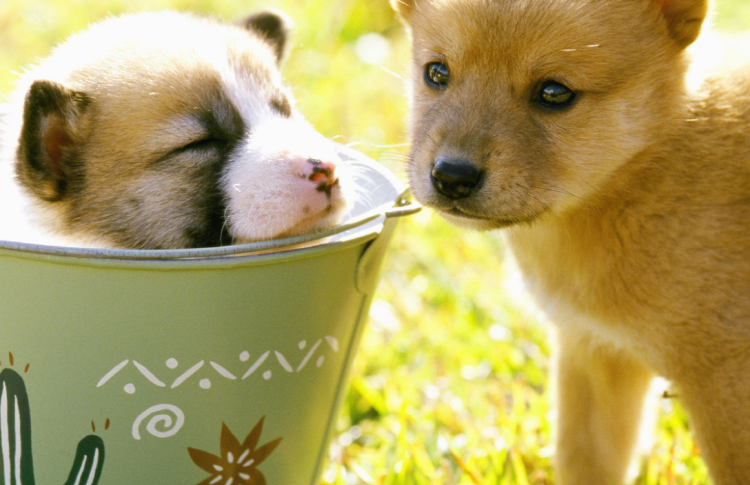 아침고요 동물원