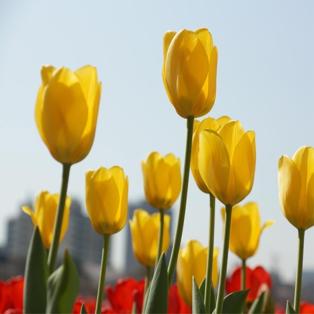 튤립 구근 심는 방법. 심는 시기. 구근 보관