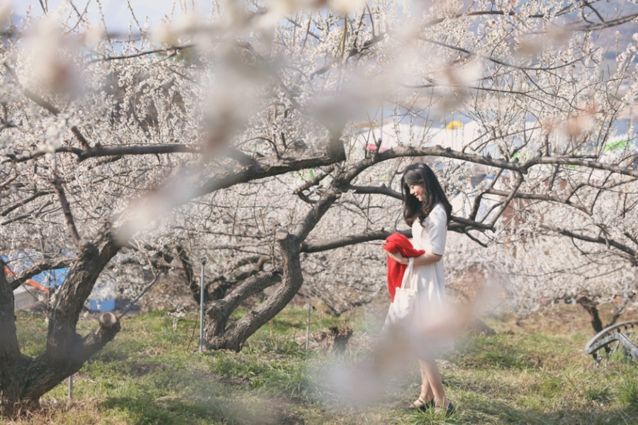 2025 광양 매화축제 완벽 가이드 | 일정, 주차, 맛집 총정리!