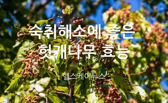 헛개나무 효능 10가지 건강에 좋은 식물 정보_8