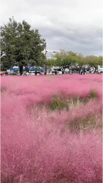 평택 바람새마을 핑크뮬리 가을 여행 인생샷 명소 추천으로 안내_6