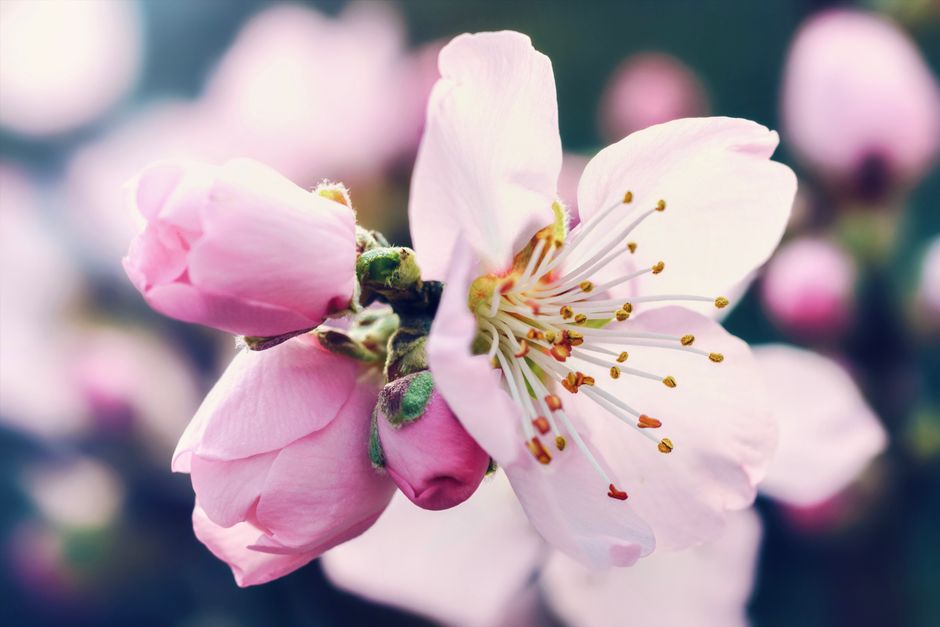Beautiful close-up of pink cherry blossoms in full bloom during spring.