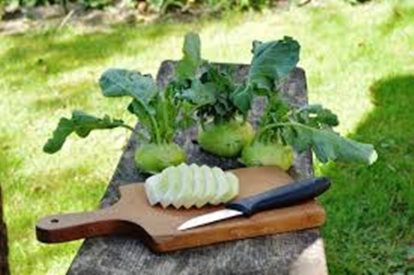콜라비 먹는법