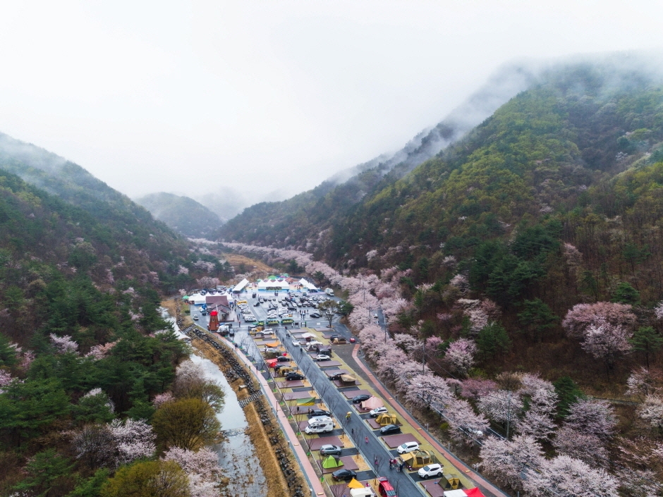 2024 금산 보곡산골 산벚꽃축제 기본정보와 프로그램 소개