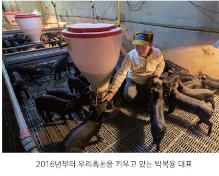 한국기행-경산-토종-흑돈-흑돼지