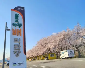 하동 십리벚꽃길_11