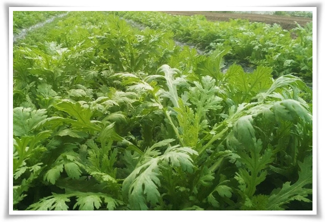 "텃밭, 4월에 심기 좋은 작물" 상추 시금치 열무 쑥갓 케일 루꼴라 당근 비트 무 감자 완두콩 땅콩 녹두 ...