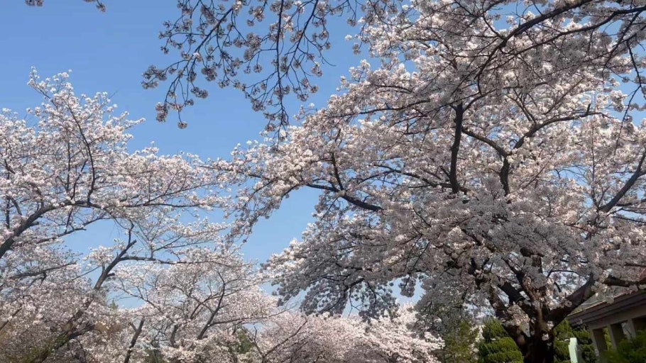 골드cc
