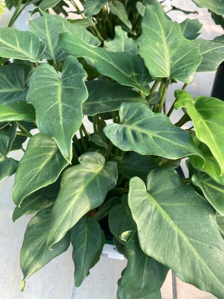 필로덴드론제나두셀렘