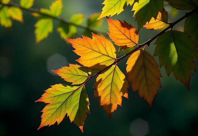 차가버섯 효능과 차가버섯 분말 먹는 방법