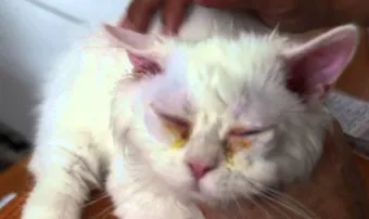 고양이가 눈물 흘리는 이유 눈물관리 가이드_7